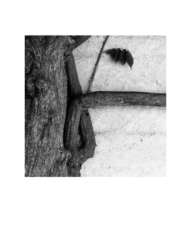 Black and white photograph by Bradley Cummings titled TREE AND WALL, Montsalvat, Melbourne, 2025